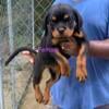 AKC REGISTERED ROTTWEILERS