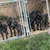 Cane Corso/Shepard puppies