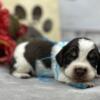 AKC English Springer Spaniel Puppies