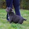 Ukc registered American Bully pups