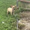 NKC Registered Mountain Feist Puppies