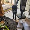 Timothy fixed male cat 