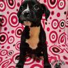 Flashy Seal Boxer pup - Albus