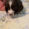 English Springer Spaniel Puppies