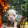 AKC English Bulldog babies! 