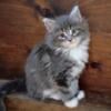 Beautiful Maine coon kittens 9 weeks old parents on premise come and meet us