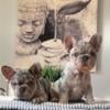 Merle French Bulldogs