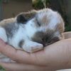 Holland Lop Dwarf Baby Bunnies For Sale in Florida