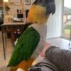 Macaw and 2 caiques for rehoming