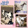 Nigerian Dwarf goats