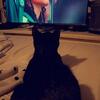 Needing some help with finding homes for cats