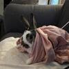 6 year old sweet Dutch rabbit male for sale 45$ 