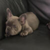 Pure breed french bulldog puppy for sale