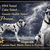 Harlequin AKC GREAT DANE STUD