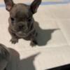 Male French bulldog available