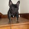 French bulldog male