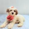 Mitzi F1B Mini Goldendoodle