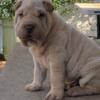 Shar pei puppies male and female