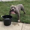 1 year old pocket male bully