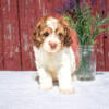 Gorgeous Litter of Cockapoo Puppies