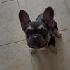 French bulldog