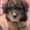 Mini Bernedoodle Raquel