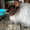 Satin angora trio to rehome