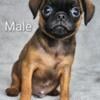 100% IMPORT BRUSSELS GRIFFON PUPPY