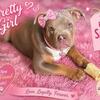 American Bully’s