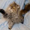 Brown PERSIAN FEMALE   1 YEAR OLD EXTREMELY SWEET, GORGEOUS, GENTLE$100, adoption