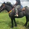 Gorgeous Percheron mare FIRM