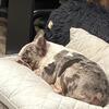 Sweet Frenchie needs a home