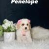 Maltipoo Puppies Delivery Available