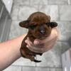 Miniature Dachshund