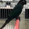 Green cheek conure of different mutations for sale