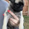 Male Pug Puppy.