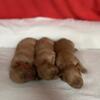 AKC Golden Retriever Puppies