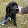 Newfoundland pups