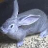 Light gray 7 weeks old Flemish giant doe $40
