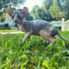 Sphynx Elf Litter Indiana ready