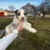 9 gorgeous Australian shepherd puppies