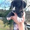 AKC Great Dane puppies
