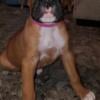 Boxers puppies Available