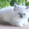 Ragdoll Kitten Kittens Female Blue Lilac Point Pointed Colorpoint White Mitted For Sale Purebred Tica Home Raised