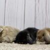 Purebred Holland Lop baby bunnies,  healthy,  super sweet,  handled daily