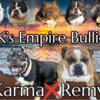 # America bully puppies#