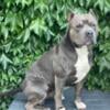 Standard American bully for stud