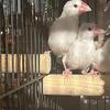 Java Finches