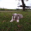 Male English Bulldog puppy