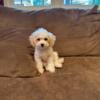 Parti mini poodle puppy